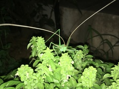 Acrometopa macropoda