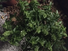 Acrometopa macropoda