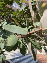Cotinus