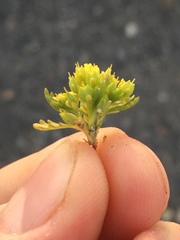 Lepidium flavum