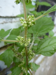 Parietaria officinalis