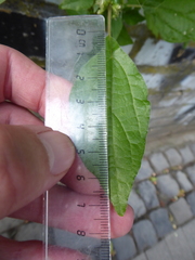 Parietaria officinalis