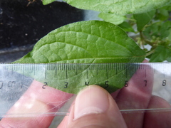 Parietaria officinalis