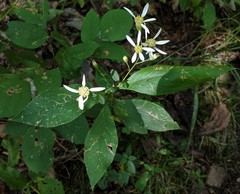 Doellingeria infirma