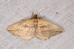 Orthonama vittata