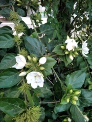 Jasminum sambac