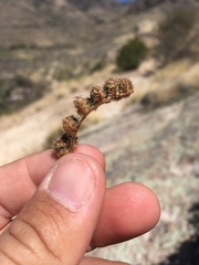 Myriopteris wootonii