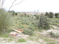 Retama sphaerocarpa