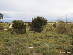 Retama sphaerocarpa