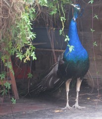 Pavo cristatus