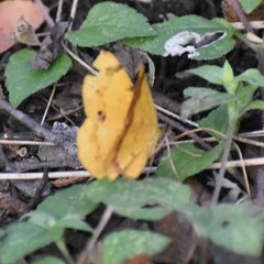 Erastria decrepitaria