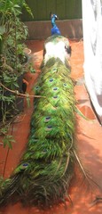 Pavo cristatus