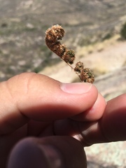Myriopteris wootonii