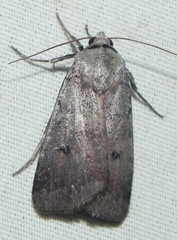 Anicla illapsa