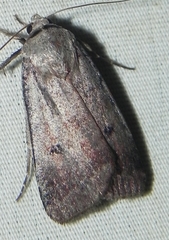 Anicla illapsa