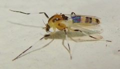 Cricotopus sylvestris