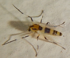 Cricotopus sylvestris