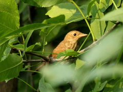Luscinia megarhynchos