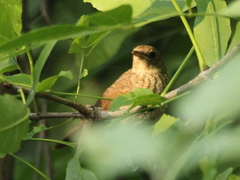 Luscinia megarhynchos