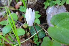 Cyclamen balearicum