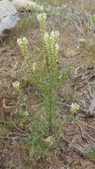 Hebenstretia parviflora