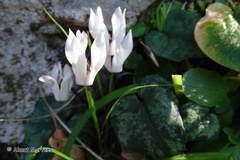 Cyclamen balearicum