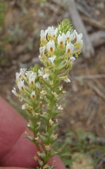 Hebenstretia parviflora