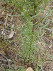 Hebenstretia parviflora