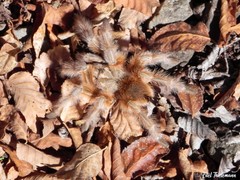 Grammostola rosea