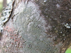 Buellia griseovirens