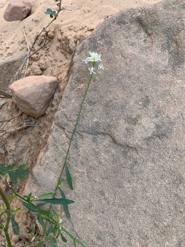 droopflower thelypody (Thelypodium laxiflorum)