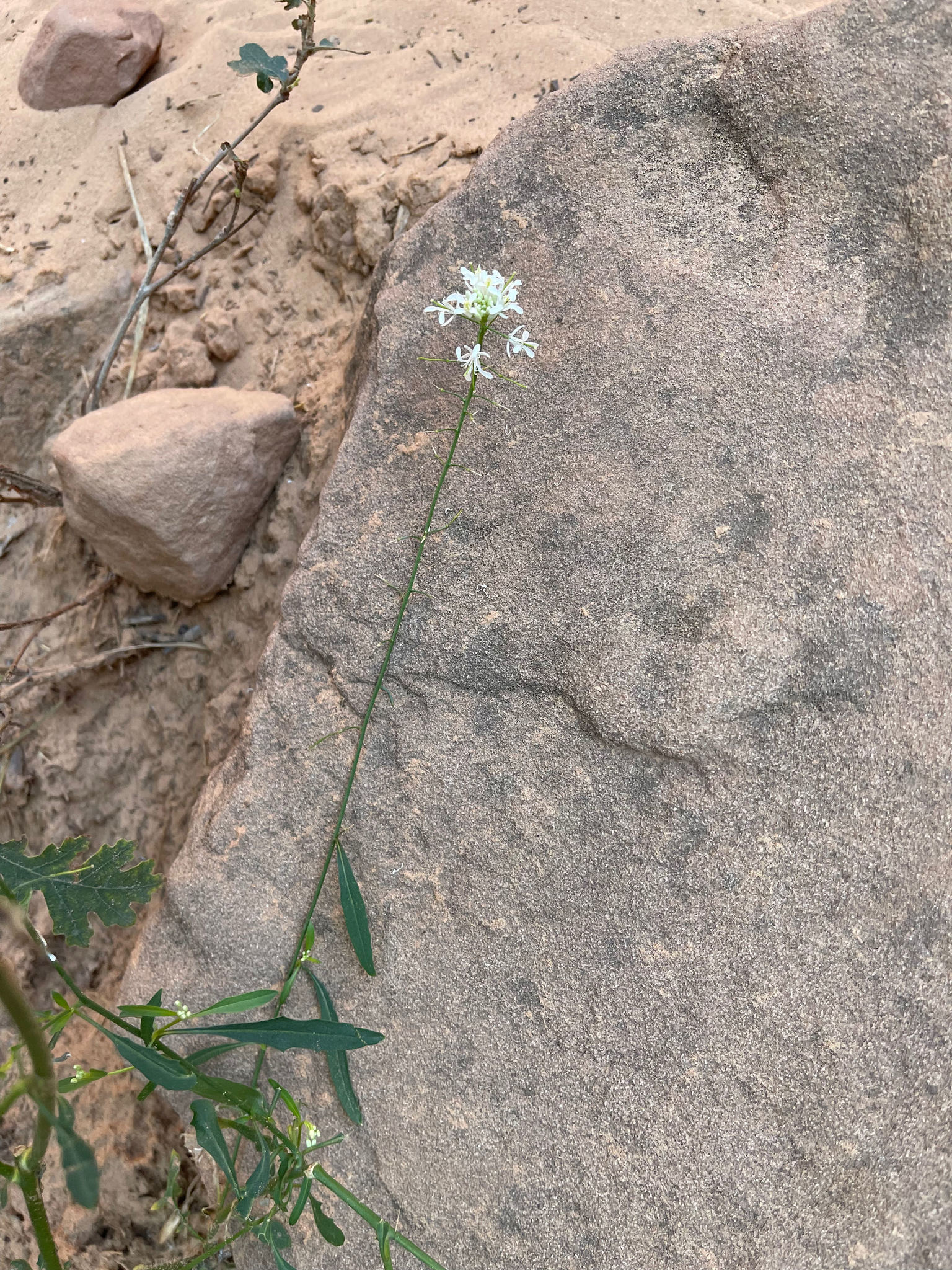 Thelypodium laxiflorum