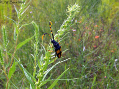 Dendrobias mandibularis