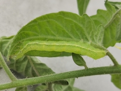 Chrysodeixis chalcites