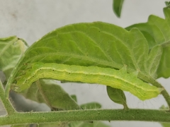 Chrysodeixis chalcites