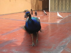 Pavo cristatus