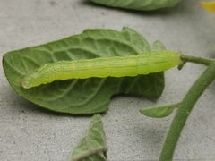 Chrysodeixis chalcites