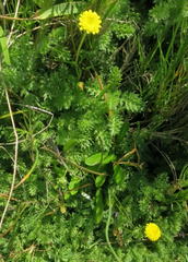 Cotula discolor