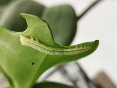 Chrysodeixis chalcites