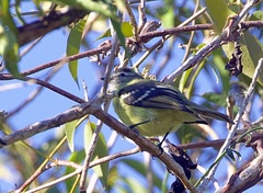 Phyllomyias nigrocapillus