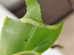 Chrysodeixis chalcites