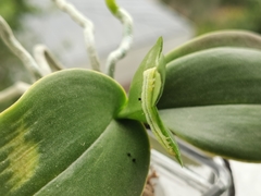 Chrysodeixis chalcites