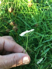 Daucus carota gummifer