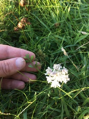 Daucus carota gummifer