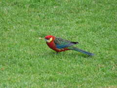 Platycercus icterotis icterotis