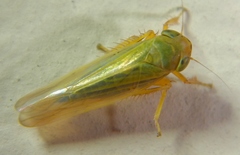 Cicadulini