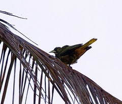 Psarocolius atrovirens