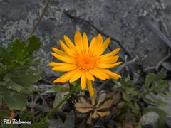 Haplopappus macrocephalus