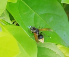Brachygastra mellifica