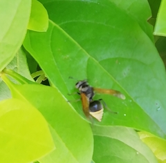Brachygastra mellifica